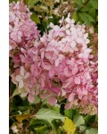 Гортензія волотиста Тач оф Пінк | Hydrangea paniculata Touch of Pink | Гортензия метельчатая Тач оф Пинк